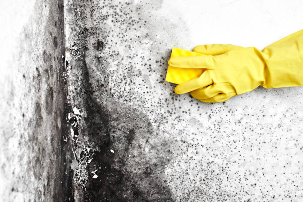 Best Black Mold Removal  in Federal Y, WA